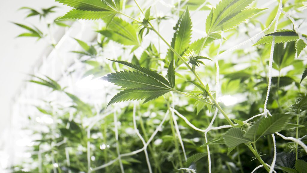 Marijuana Cannabis
